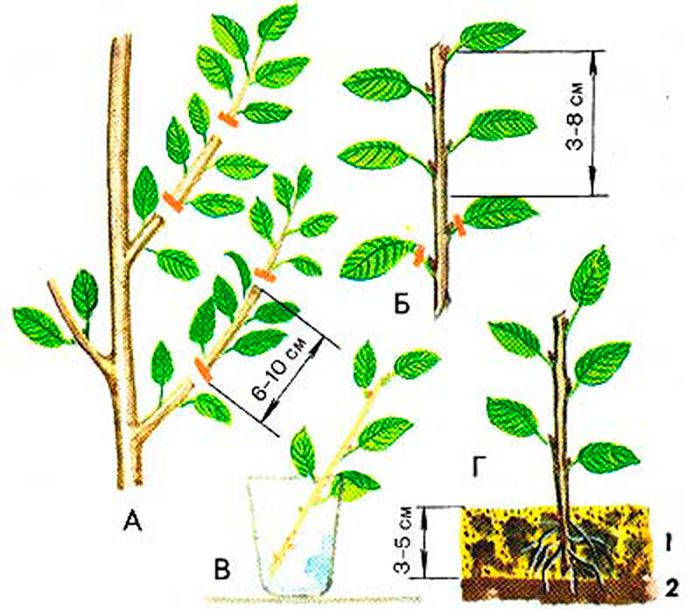 Размножение вишни зелеными черенками