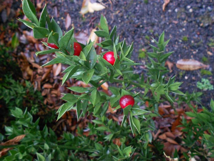 Иглица понтийская (Ruscus aculeatus)