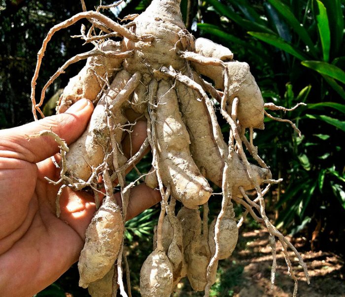 Куркума круглая (Curcuma leucorrhiza)