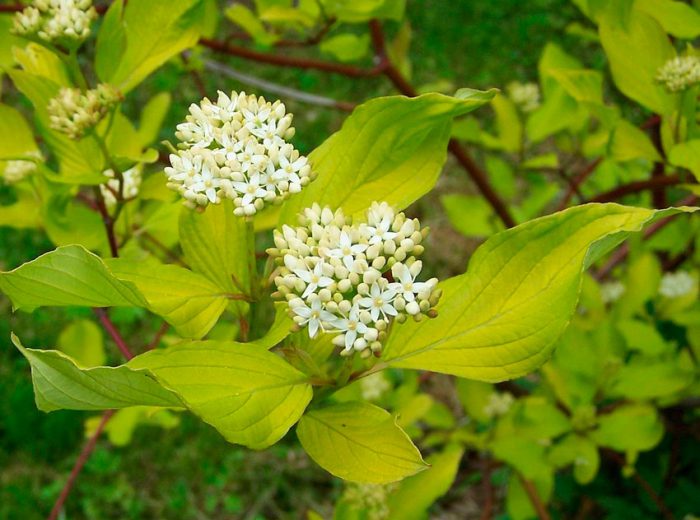 Кизил белый (Cornus alba)