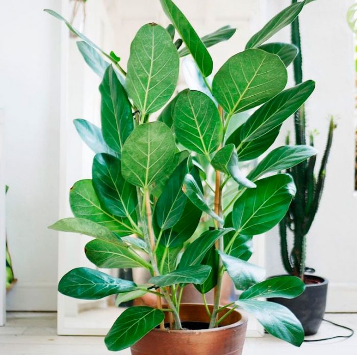 Ficus benghalensis