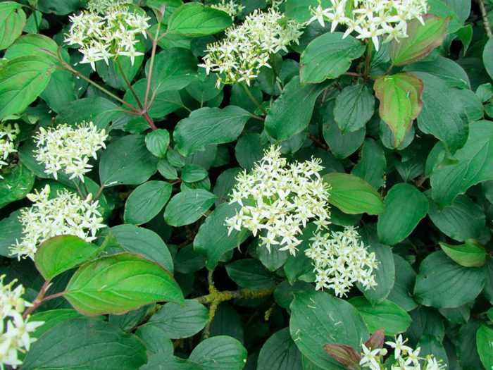 Кизил красный, или кроваво-красный (Cornus sanguinea)