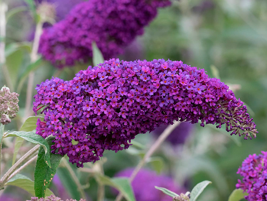 буддлея Buddleja davidii - весенняя обрезка