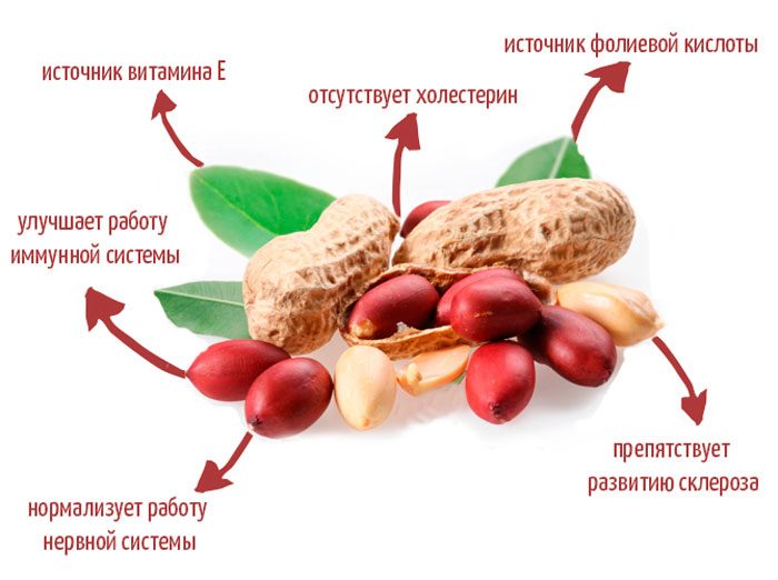 Полезные свойства арахиса