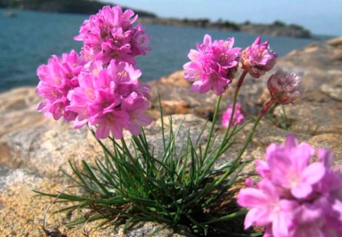 Армерия приморская (Armeria maritima)