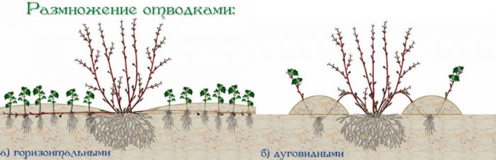 Как размножить отводками