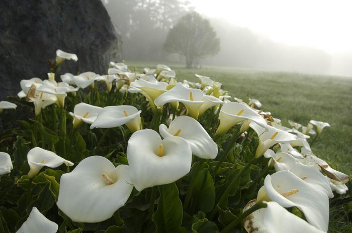 Калла эфиопская (Calla aethiopica)