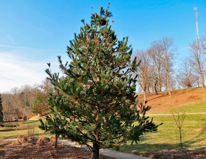 Сосна гибкая (Pinus flexilis)