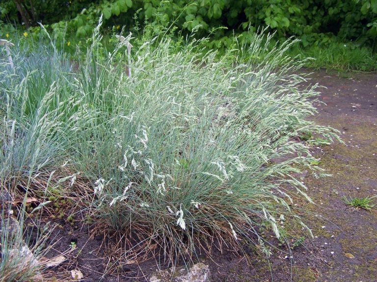 festuca cinerea