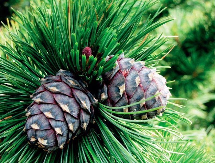 Сосна европейская (Pinus cembra), или кедр европейский