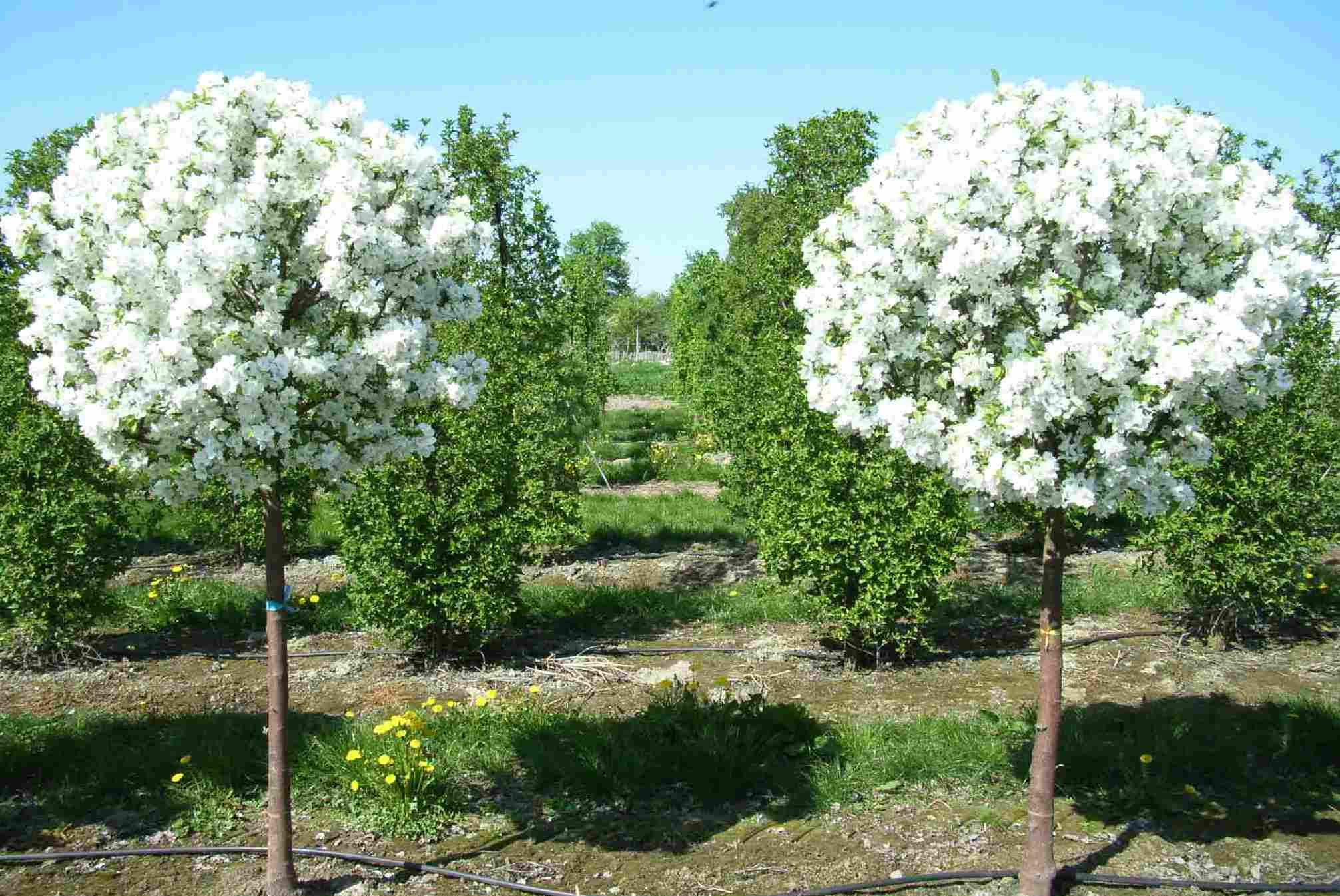 Планировка посадки яблонь