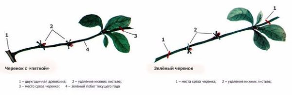 Лимонник китайский размножение черенками