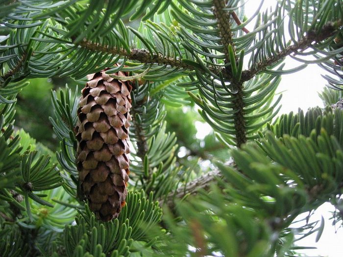 Ель аянская (Picea ajanensis), или ель хоккайдская