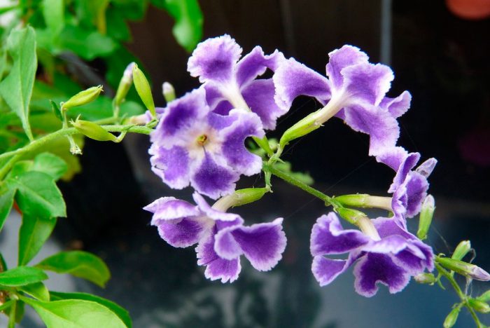 Дуранта Плюмье (Duranta plumieri)