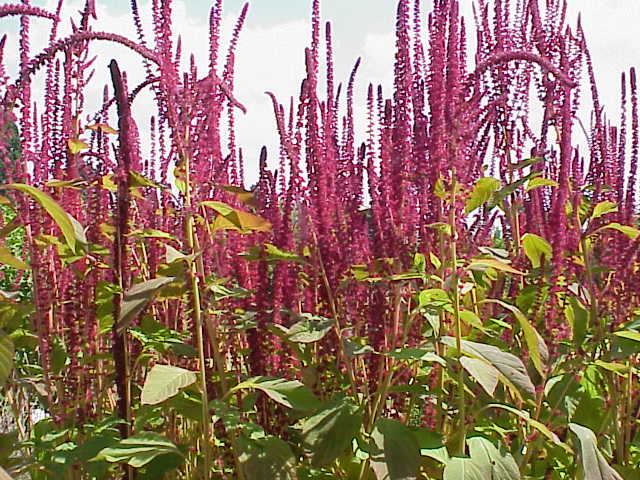 Амарант метельчатый, или багряный (Amaranthus paniculatus = Amaranthus cruentus)