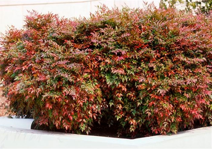 Nandina domestica 'Nana Purpurea'