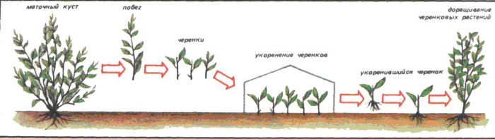 Черенкование