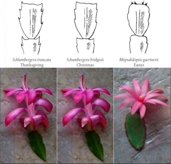 отличия рипсалидопсис и шлюмбергера