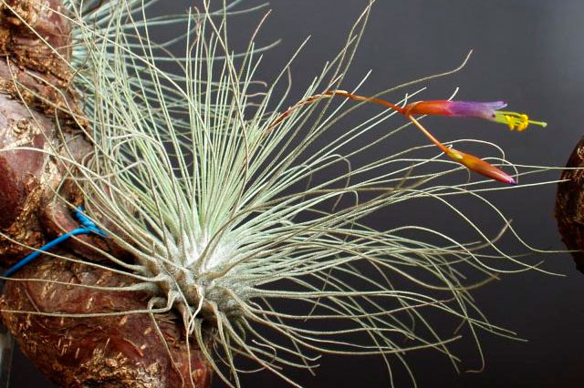 Тилландсия серебристая (Tillandsia argentea)