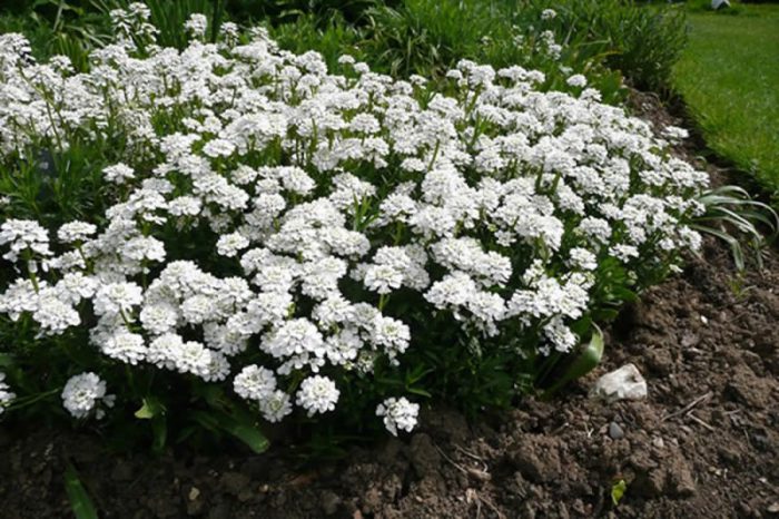 Иберис вечнозеленый (Iberis sempervirens)