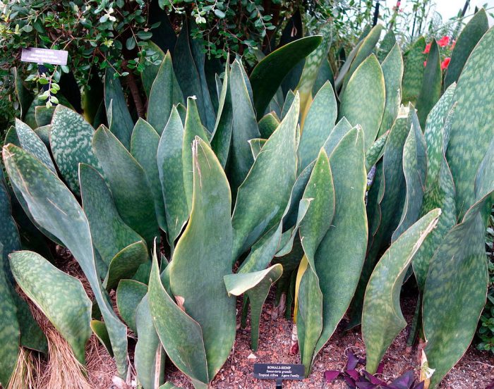 Sansevieria grandis