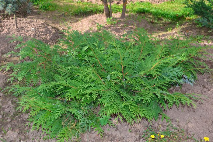 Туя корейская (Thuja koraiensis)