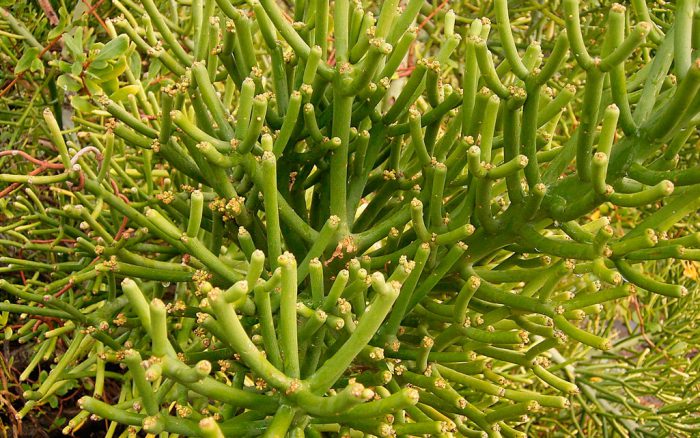 Молочай тирукалли (Euphorbia tirucalli)