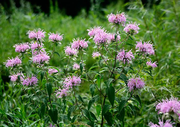 Монарда дудчатая, или трубчатая (Monarda fistulosa)