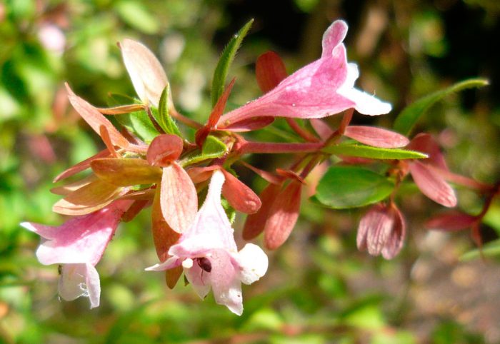 Abelia shumannii