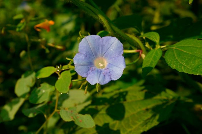 Ипомея плющевидная (Ipomoea hederacea)