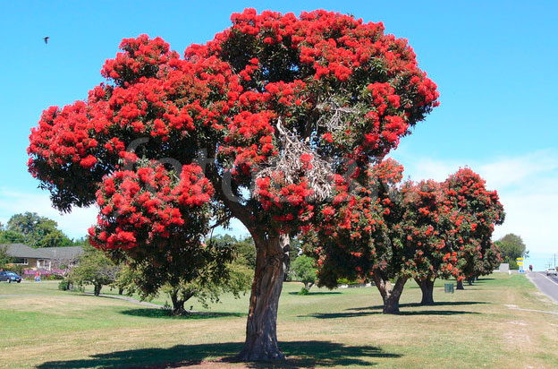 Метросидерос войлочный (Metrosideros excelsa)