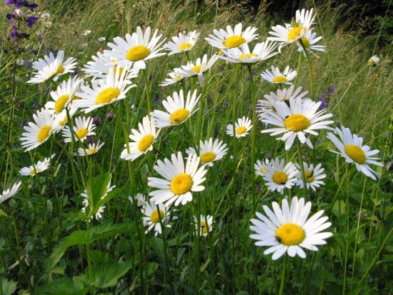 Нивяник курильский (Leucanthemum kurilense)