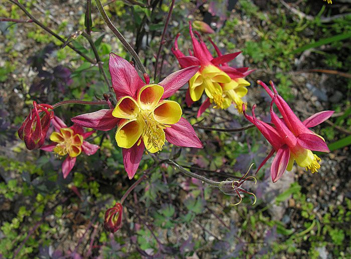 Аквилегия Скиннера (Aquilegia skinneri)