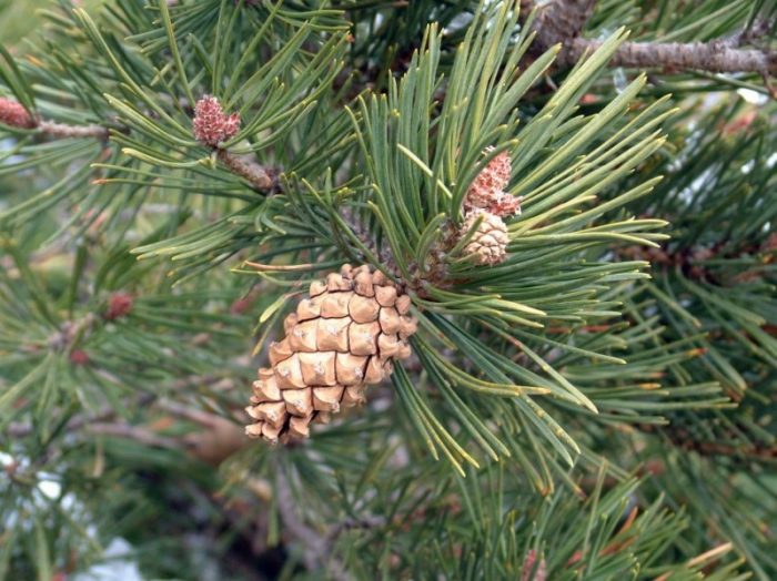 Сосна обыкновенная (Pinus sylvestris)