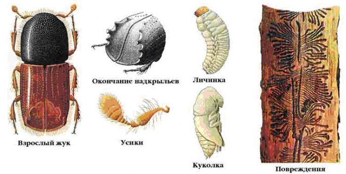 Еловый короед