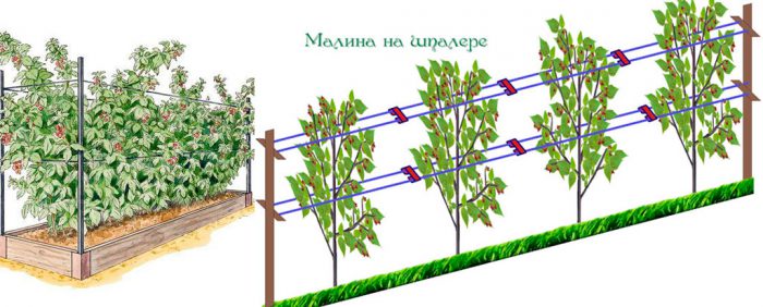 Посадка малины весной