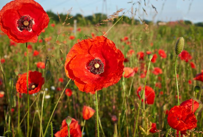 Мак самосейка (Papaver rhoeas)