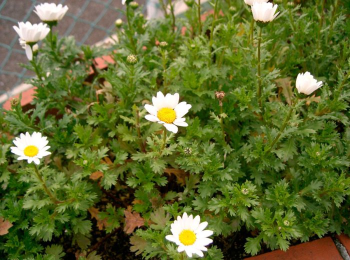 Нивяник болотный (Leucanthemum paludosum)