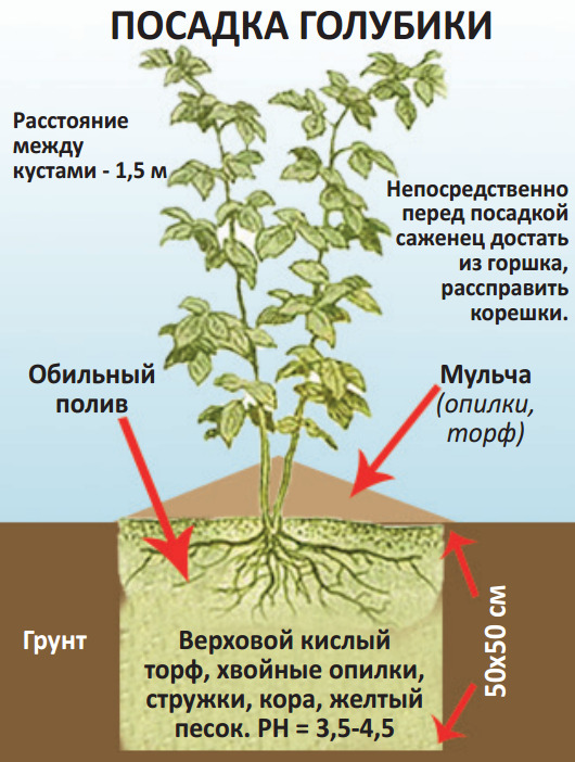 Как вырастить голубику: основы успешного культивирования кустарника с высоковитаминными ягодами