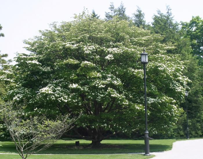 Кизил Коуза (Cornus kousa)