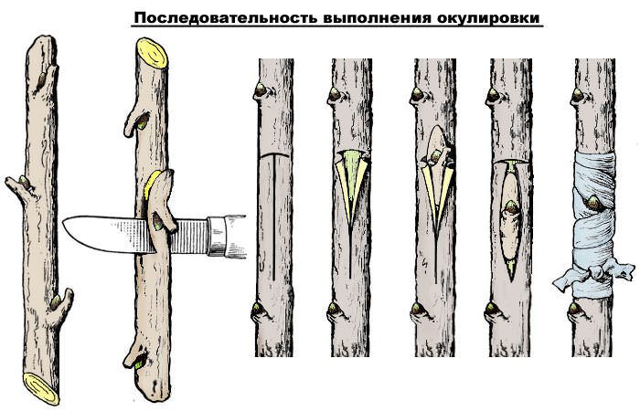 Как размножить окулировкой