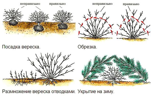 Обрезка (стрижка) вереса