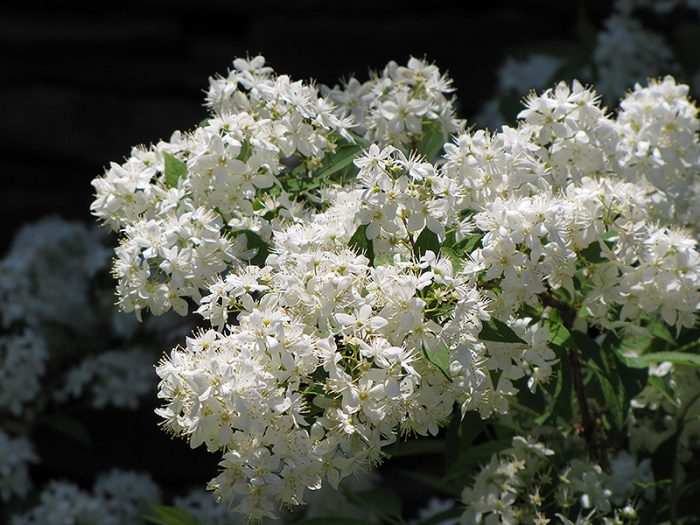 Дейция Лемуана (Deutzia x lemoinei)