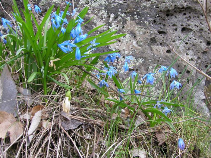 Кавказский (Scilla sibirica subsp. caucasica) 