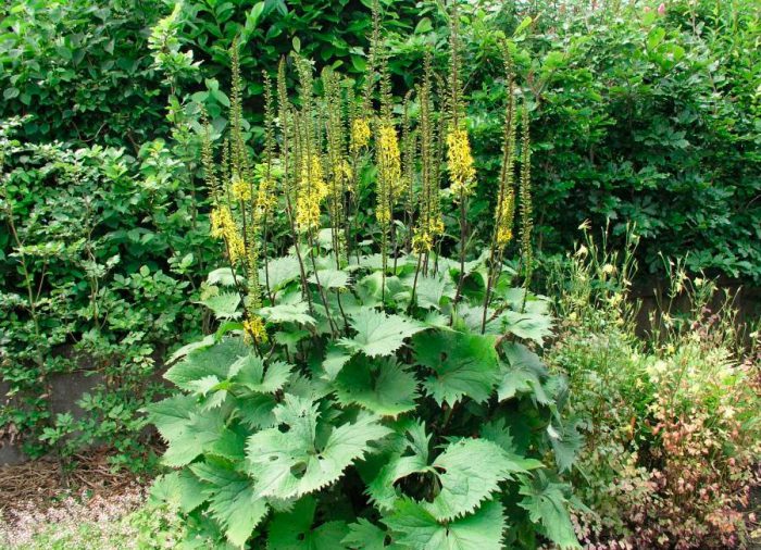 Бузульник Вильсона (Ligularia wilsoniana)