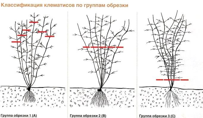 Клематис