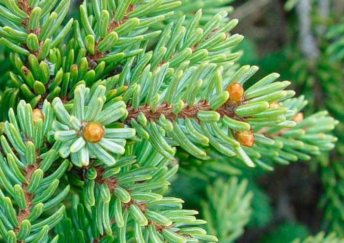 Ель черная (Picea mariana)