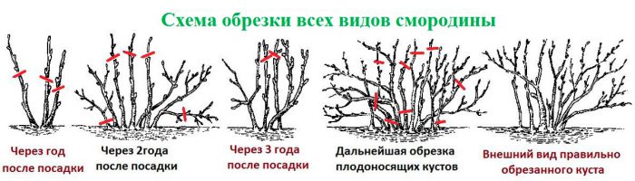 Обрезка смородины