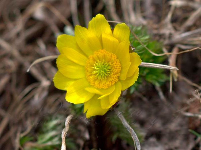 Адонис золотистый (Adonis chrysocyathus)