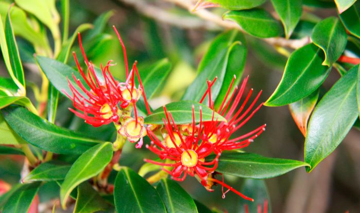 Метросидерос зонтичный (Metrosideros umbellata)